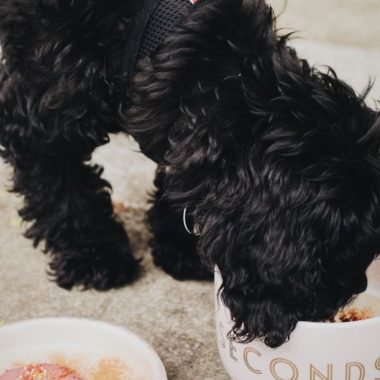How to feed a Cockapoo