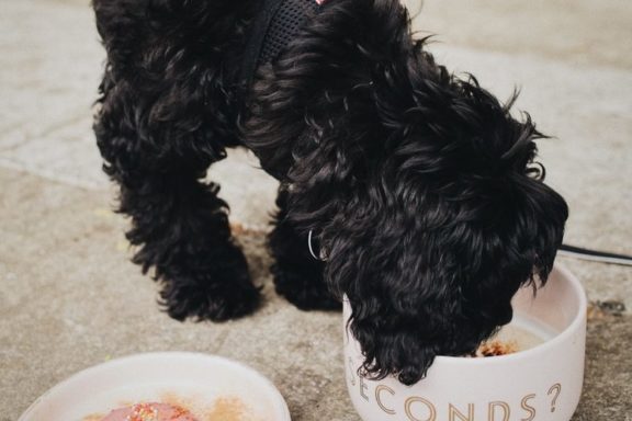 How to feed a Cockapoo