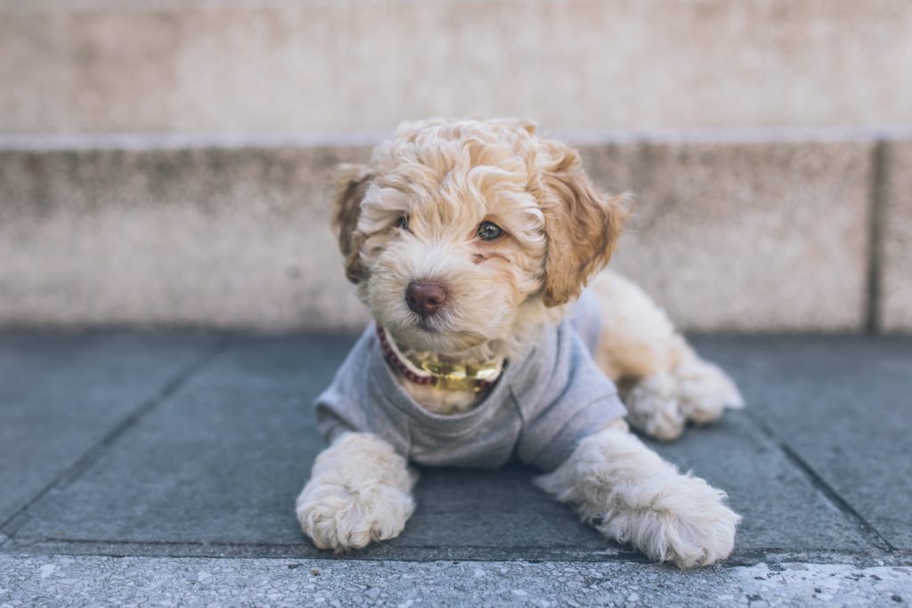 How Much Does a Cockapoo Cost?