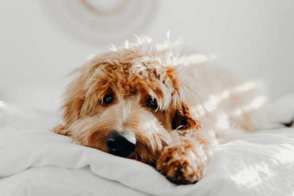 PROS AND CONS OF OWNING A COCKAPOO